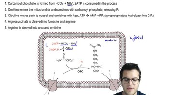 Amino Acid Oxidation 1