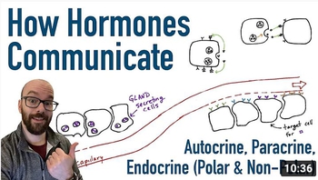 How Hormones Communicate