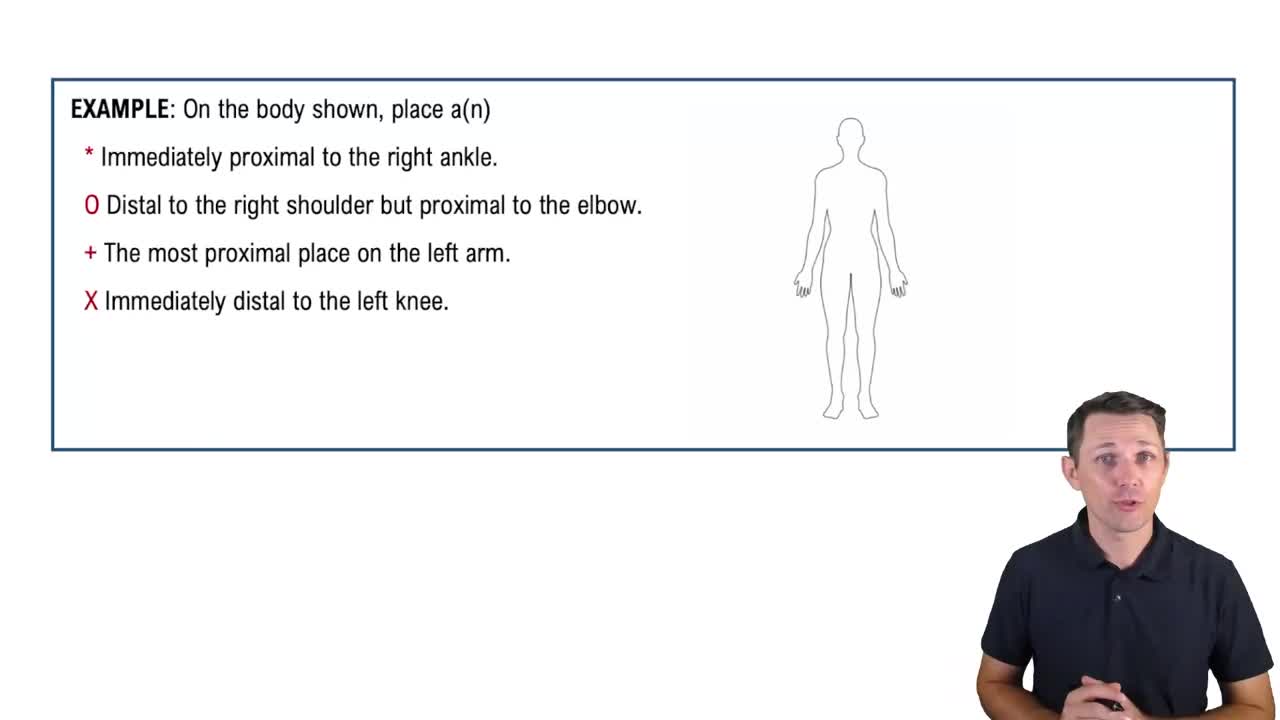 Directional Terms: Limbs Example 1