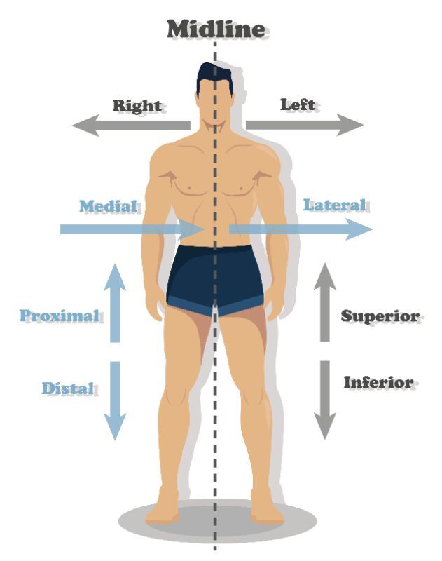 anp body regions