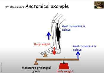 Lever systems in the human body