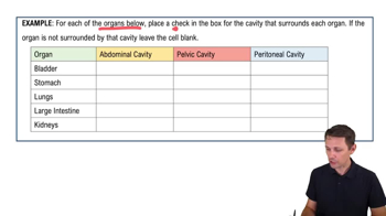 Organization of the Body: Abdominopelvic Cavity Example 1