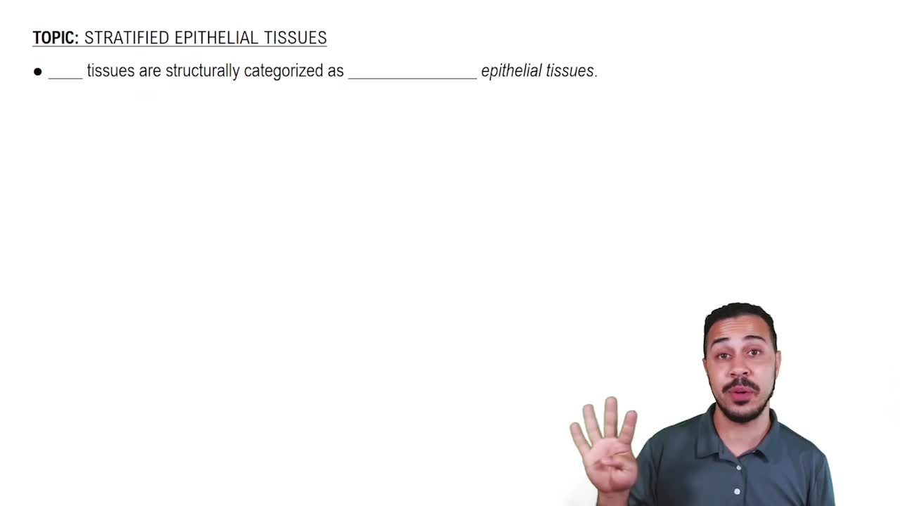 Four Stratified Epithelial Tissues