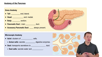 Anatomy of the Pancreas