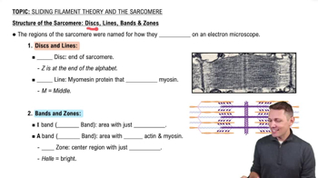 Structure of the Sarcomere: Bands, Zones, Discs & Lines