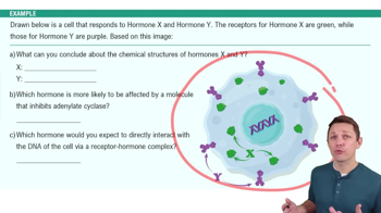 Intracellular Receptors and Direct Gene Action Example 1