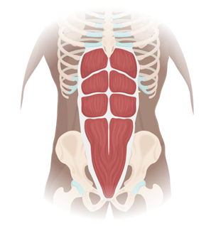 Illustration of four muscles with different fascicle arrangements, asking which muscle differs from the others.
