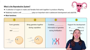 What is the Reproductive System?