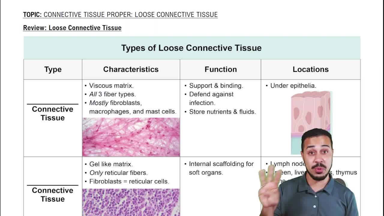 areolar loose connective tissue function