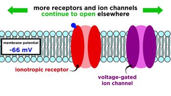 Neural Conduction, Action Potential, and Synaptic Transmission