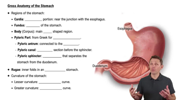 Gross Anatomy of the Stomach