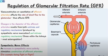 Regulation of Glomerular Filtration Rate (GFR) - Extrinsic and Intrinsic Mechanisms