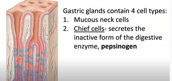 Gastric Gland Secretion