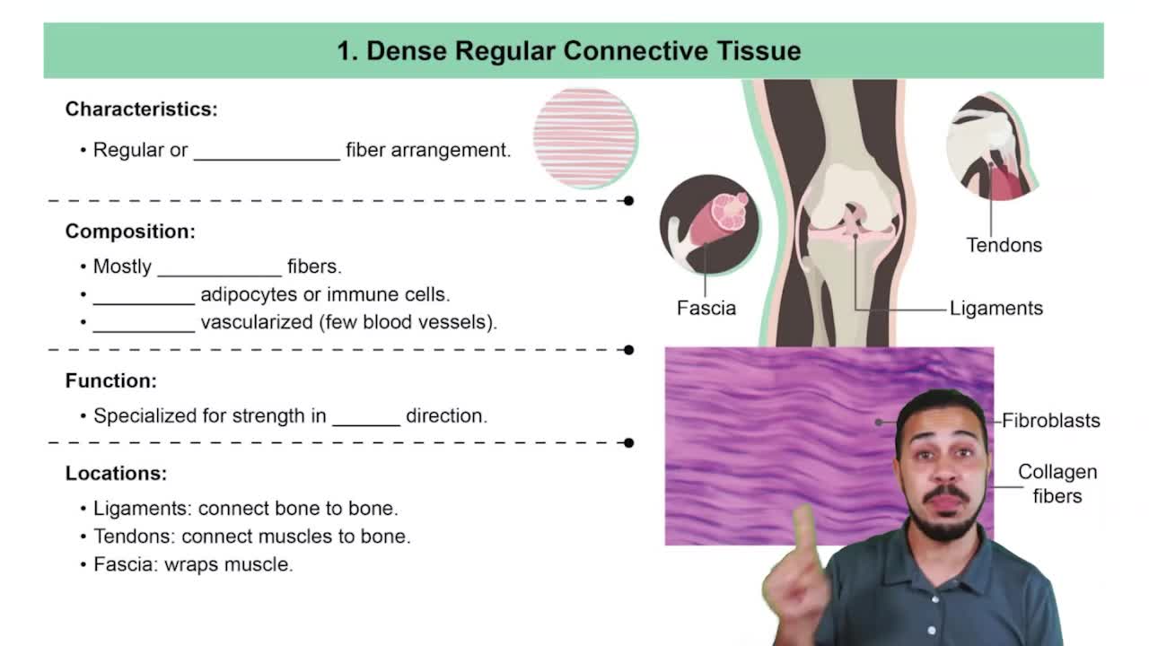 Dense Regular Connective Tissue