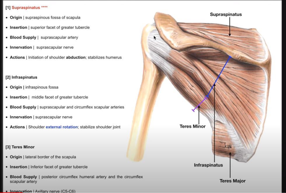 pectoralis major muscle origin and insertion