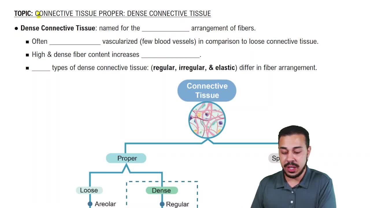 Dense Connective Tissue