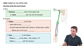 Bones of the Upper Limb - Video Tutorials & Practice Problems