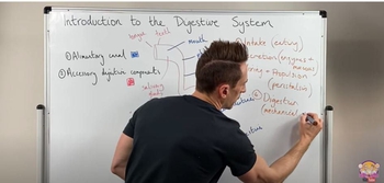 Overview of the Digestive System