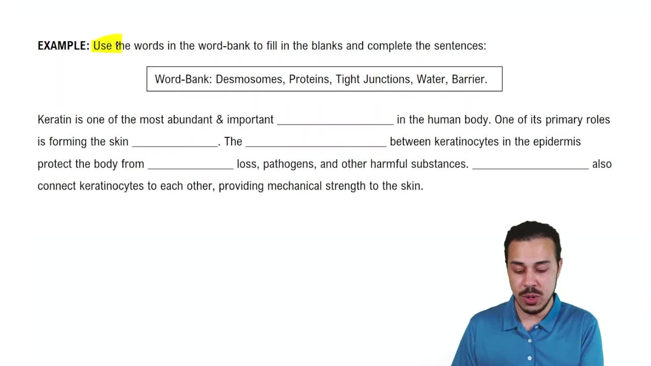 The Epidermis: Cells Example 1