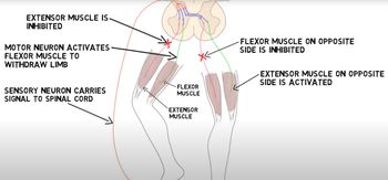 Neuroscience: Withdrawal Reflex