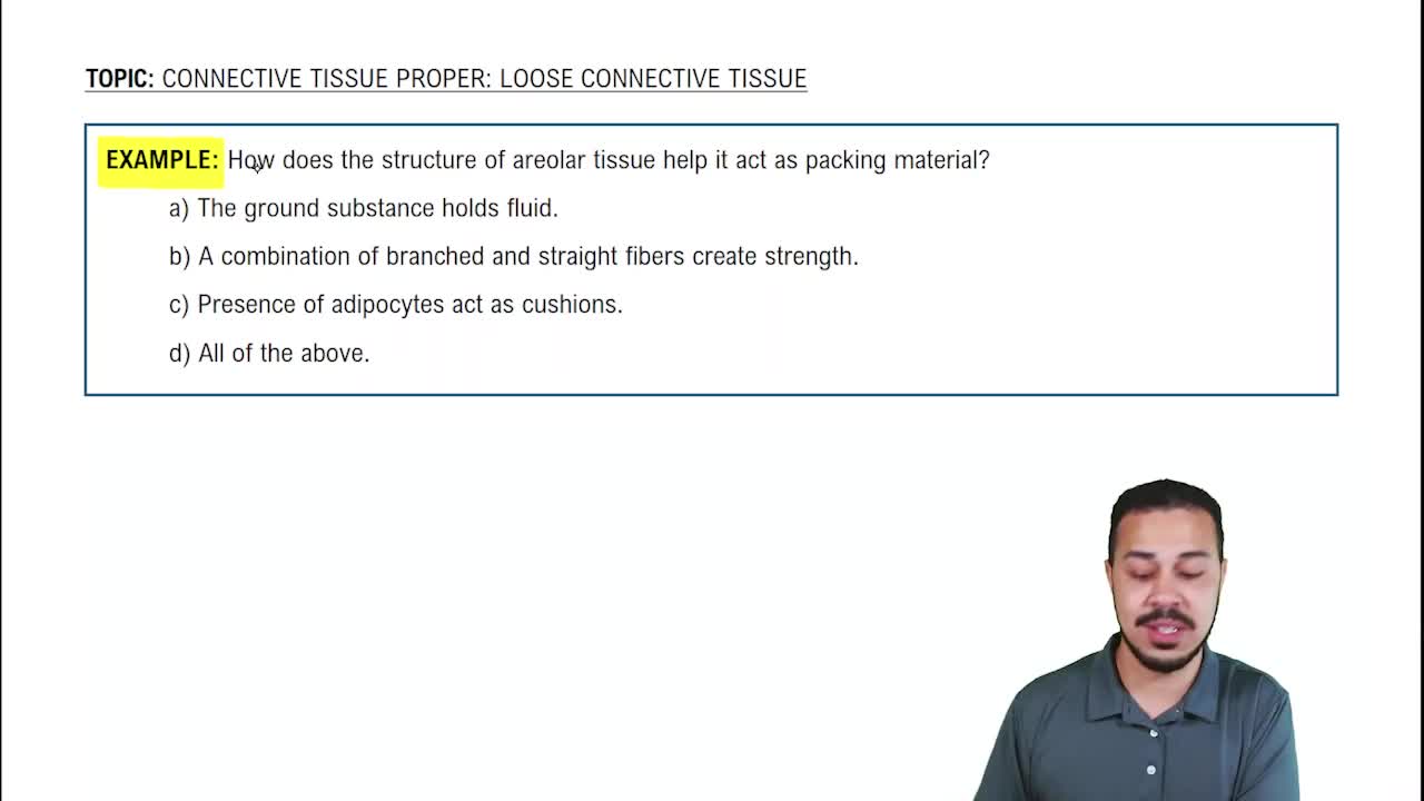 Connective Tissue Proper: Loose Connective Tissue Example 1