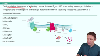 Membrane Bound Receptors and Secondary Messengers Example 3