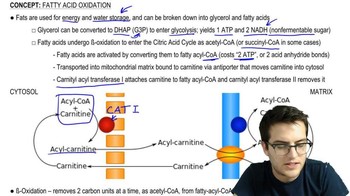 Fatty Acid Oxidation 1