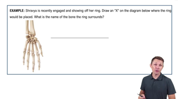 Bones of the Upper Limb Example 1