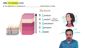 Introduction to Layers of the Epidermis