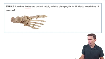 Bone of the Lower Limb Example 2