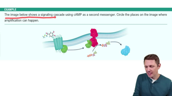 Membrane Bound Receptors and Secondary Messengers Example 2