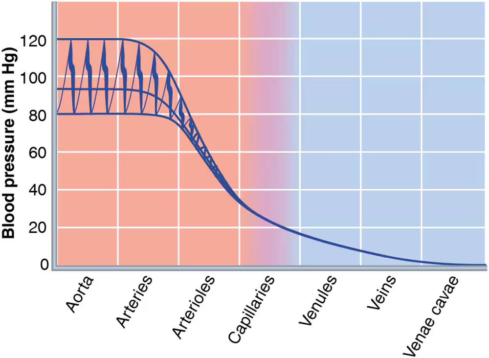 Graph showing blood pressure changes across different blood vessels, highlighting resistance levels in arteries, arterioles, and capillaries.