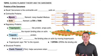 Proteins of the Sarcomere