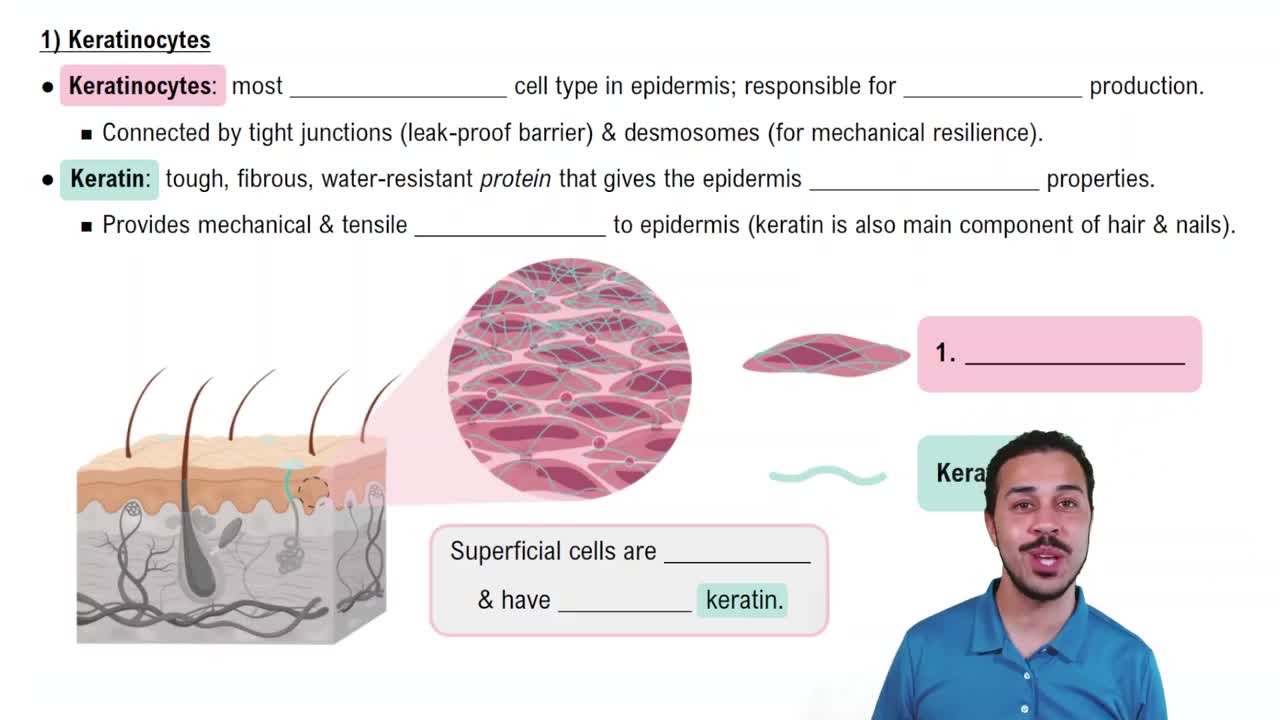 Keratinocytes