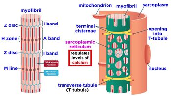 The Mechanism of Muscle Contraction
