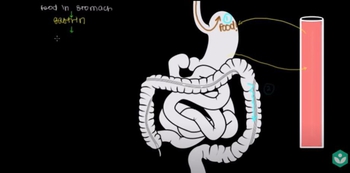 Control of the GI tract | Gastrointestinal system