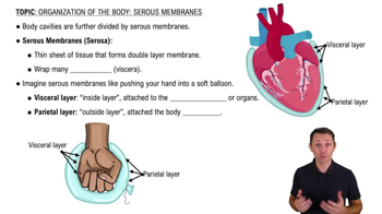 Serous Membranes