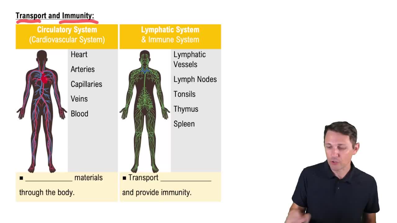 Introduction to Organ Systems - Video Tutorials & Practice Problems