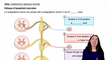 Pathways of Sympathetic Innervation