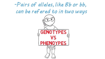 Genotype vs Phenotype | Understanding Alleles
