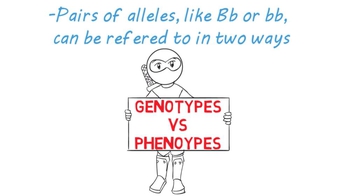 Genotype vs Phenotype | Understanding Alleles