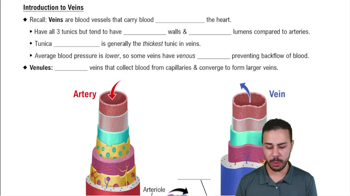 Introduction to Veins