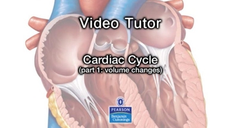 Cardiac Cycle : volume changes