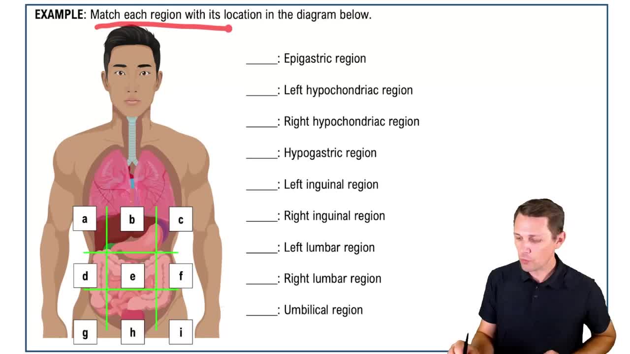 Abdominopelvic Quadrants and Regions Example 2