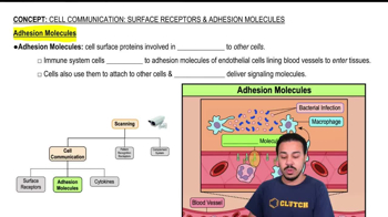 Adhesion Molecules