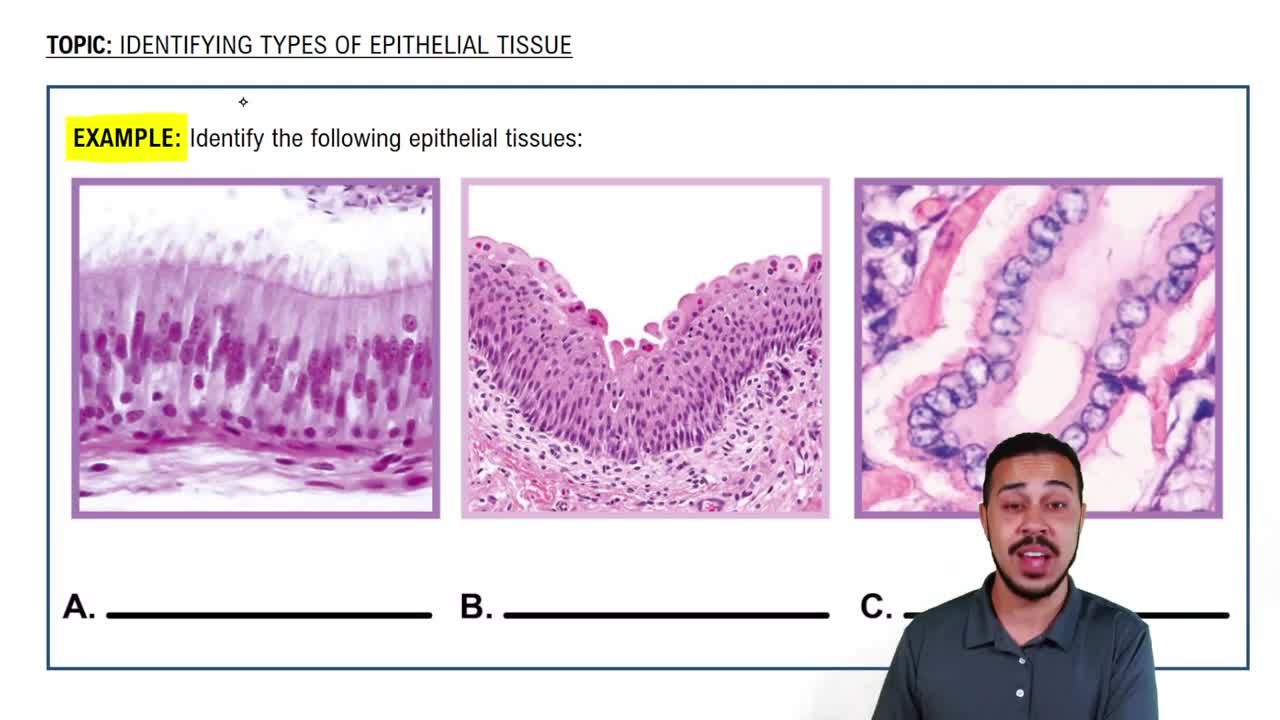 types of epithelial cells