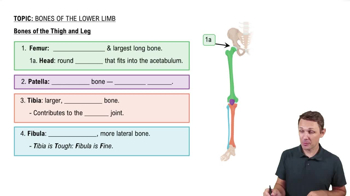 Bones of the Thigh and Leg