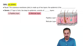 Introduction to the Dermis