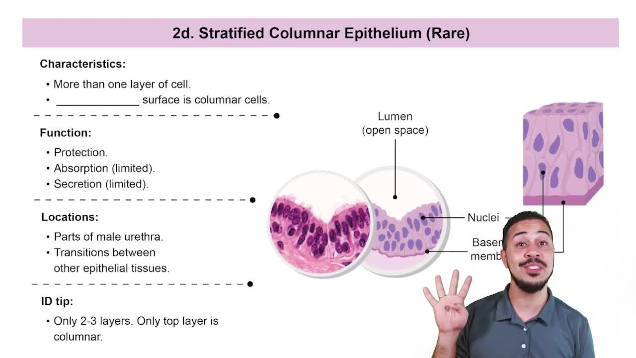 Stratified Columnar Epithelium Diagram