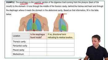 Organization of the Body: Thoracic Cavity Example 1